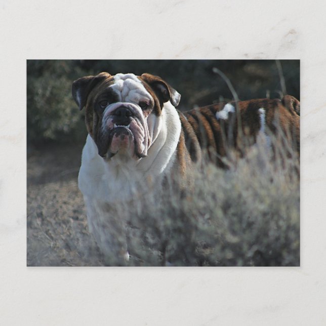 Tarjeta postal de bulldog (Anverso)