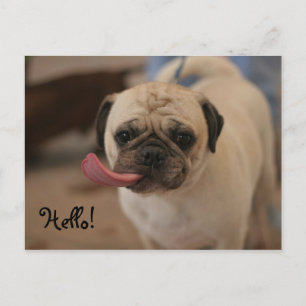 Tarjeta postal de Bulldog blanco lindo