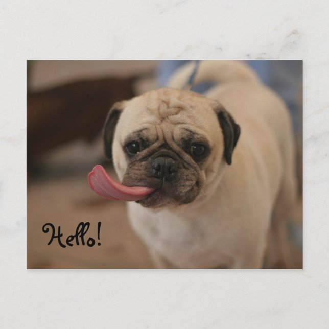 Tarjeta postal de Bulldog blanco lindo (Anverso)