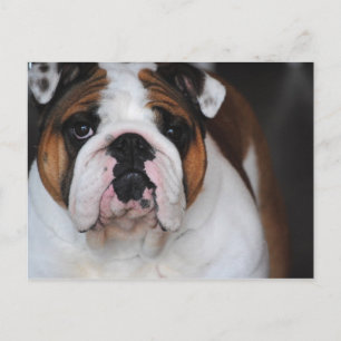Tarjeta postal de Bulldog en inglés