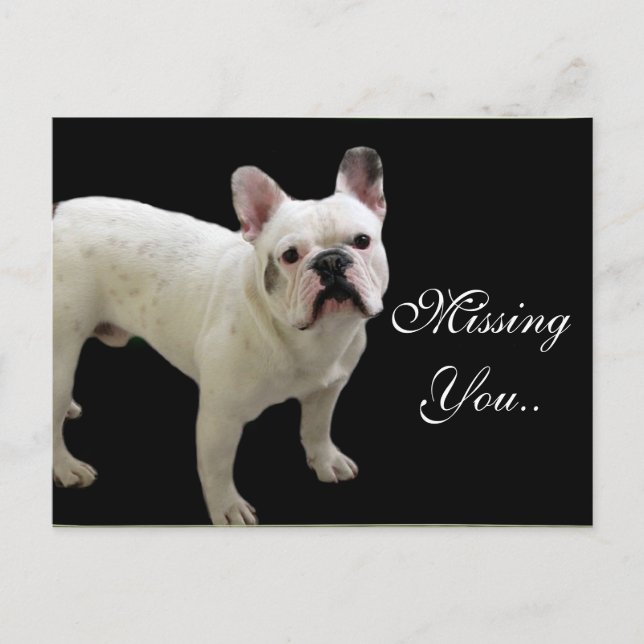 Tarjeta postal de Bulldog francés blanco (Anverso)
