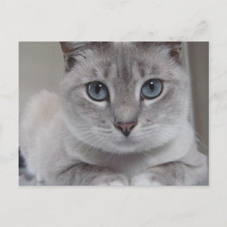 TARJETA POSTAL DE BURMILLA CAT