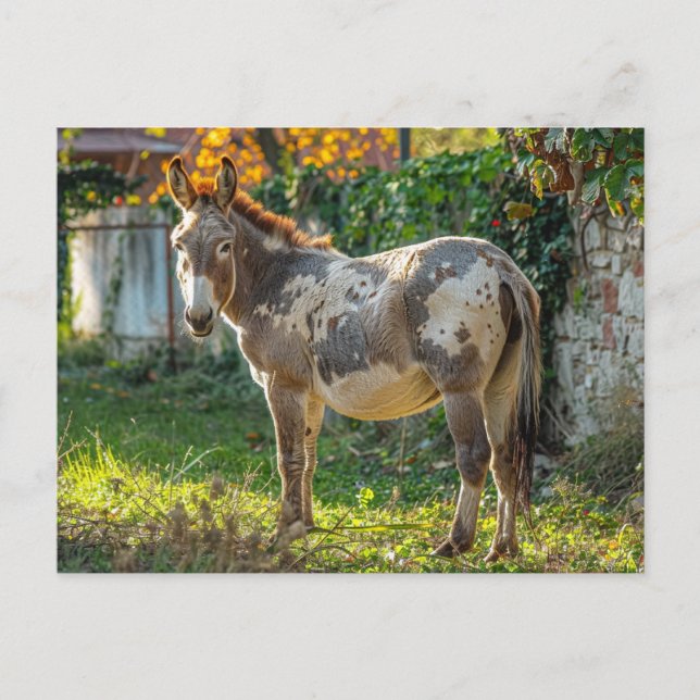 Tarjeta Postal de Burro Manchado (Anverso)