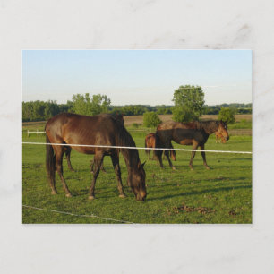 Tarjeta postal de caballo