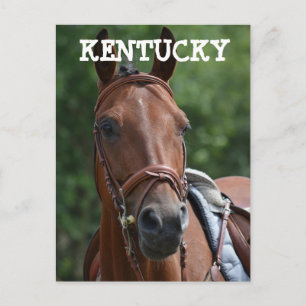Tarjeta postal de caballo de carreras LOUISVILLE K