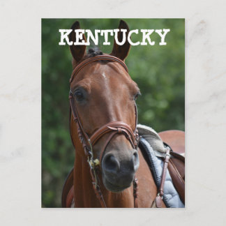 Tarjeta postal de caballo de carreras LOUISVILLE K