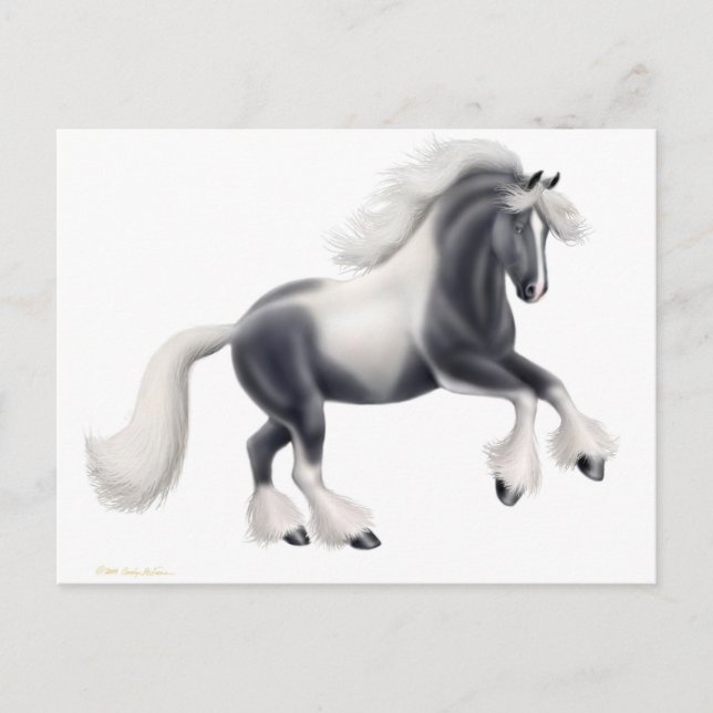 Tarjeta postal de caballo Gypsy Vanner (Anverso)