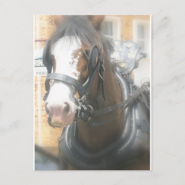 Tarjeta postal de caballo marrón Clydesdale (Anverso)