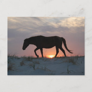 Tarjeta postal de caballo salvaje, tarjeta postal