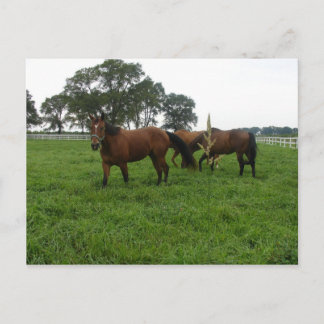 Tarjeta Postal de Caballos