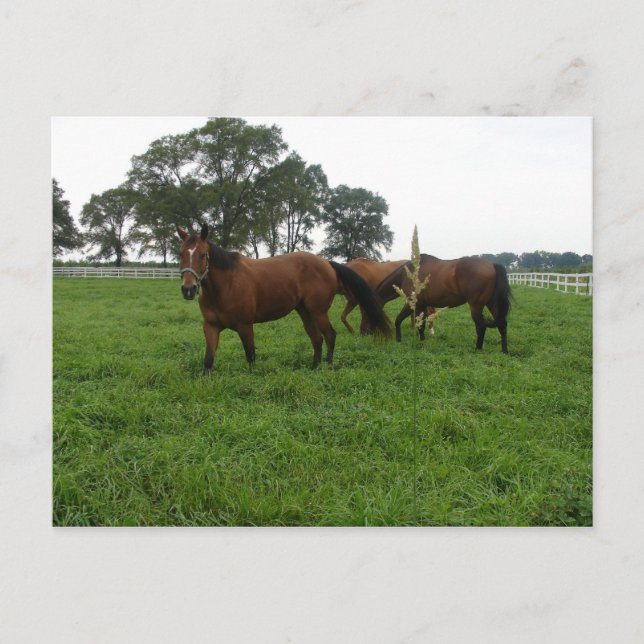 Tarjeta Postal de Caballos (Anverso)