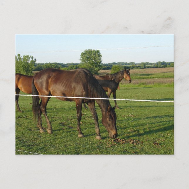 Tarjeta postal de caballos (Anverso)