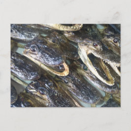 Tarjeta postal de cabeza de caimán