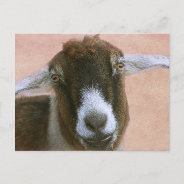 Tarjeta postal de cabra guapo soñador (Anverso)