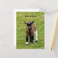Tarjeta postal de cabrito enano