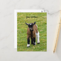 Tarjeta postal de cabrito enano