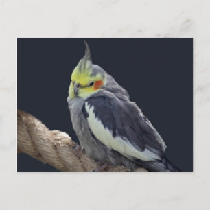 Tarjeta postal de cacatúa cariñosa