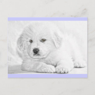 Tarjeta postal de cachorro blanco esponjoso lindo