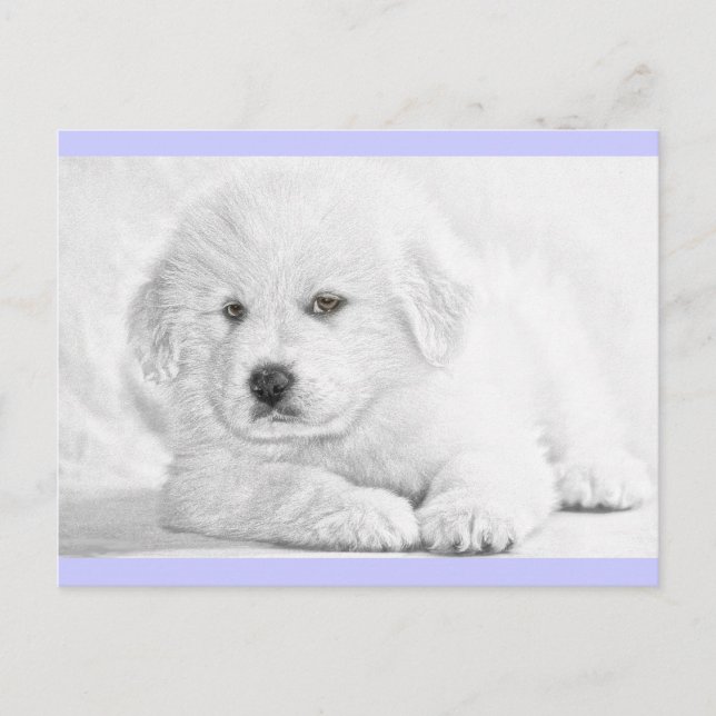 Tarjeta postal de cachorro blanco esponjoso lindo (Anverso)