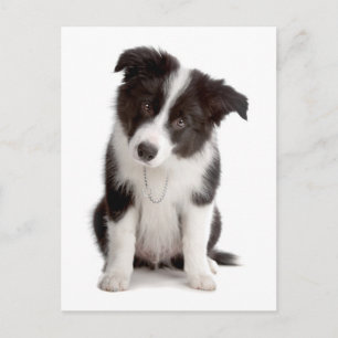 Tarjeta Postal de Cachorro Border Collie