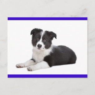 Tarjeta Postal de Cachorro Border Collie