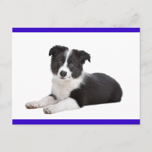 Tarjeta Postal de Cachorro Border Collie (Anverso)
