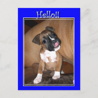 Tarjeta postal de cachorro boxer Hola