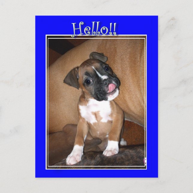 Tarjeta postal de cachorro boxer Hola (Anverso)