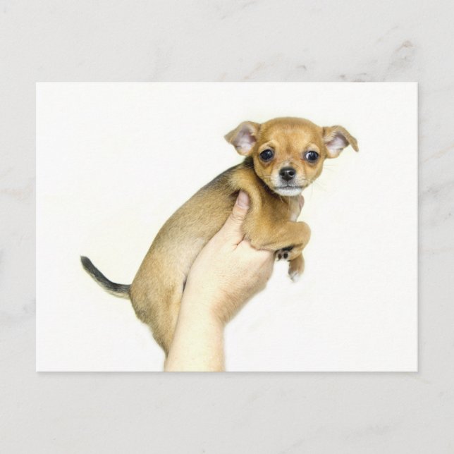 Tarjeta Postal de Cachorro Chihuahua (Anverso)