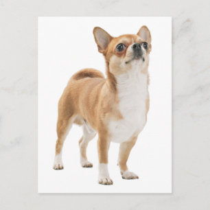 Tarjeta Postal de Cachorro de Chihuahua