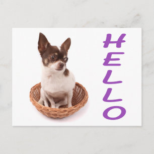 Tarjeta postal de cachorro de Chihuahua