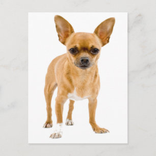 Tarjeta Postal de Cachorro de Chihuahua