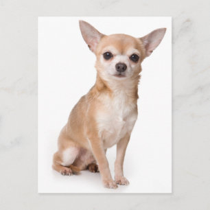 Tarjeta Postal de Cachorro de Chihuahua
