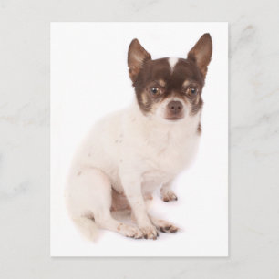 Tarjeta postal de cachorro de Chihuahua
