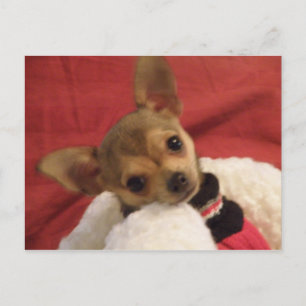 Tarjeta postal de cachorro de Chihuahua