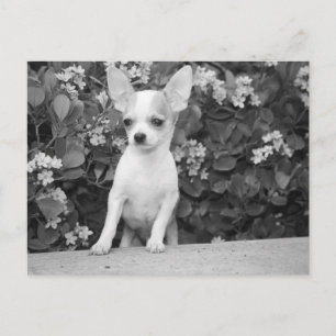 Tarjeta Postal de Cachorro de Chihuahua
