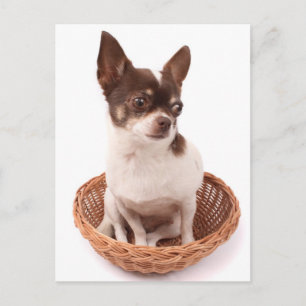 Tarjeta postal de cachorro de Chihuahua