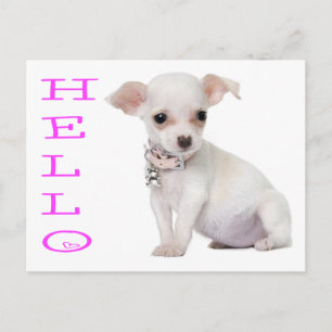 Tarjeta postal de cachorro de Chihuahua