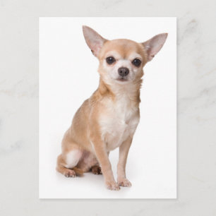 Tarjeta postal de cachorro de Chihuahua Amor