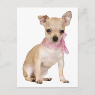Tarjeta postal de cachorro de Chihuahua Amor