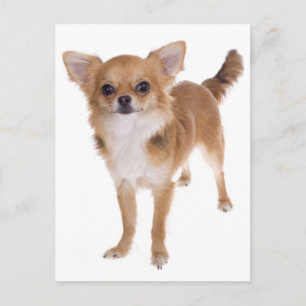 Tarjeta Postal de Cachorro de Chihuahua de Pelo La