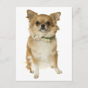 Tarjeta postal de cachorro de Chihuahua de pelo la
