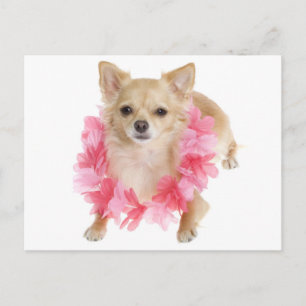 Tarjeta Postal de Cachorro de Chihuahua de Pelo La