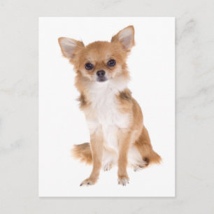 Tarjeta Postal de Cachorro de Chihuahua de Pelo La