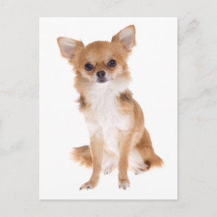Tarjeta postal de cachorro de Chihuahua de pelo la