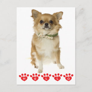 Tarjeta Postal de Cachorro de Chihuahua Hola
