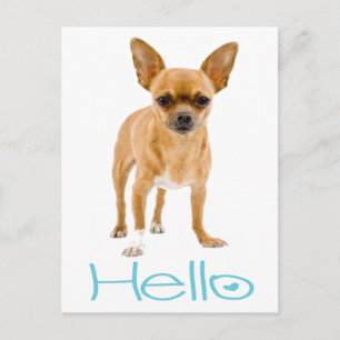 Tarjeta Postal de Cachorro de Chihuahua Hola
