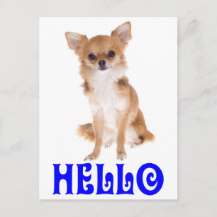 Tarjeta postal de cachorro de Chihuahua Hola