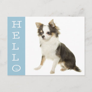 Tarjeta Postal de Cachorro de Chihuahua Hola