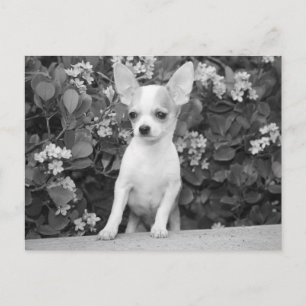 Tarjeta postal de cachorro de Chihuahua negro y bl